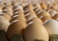 Egg Prices to Increase from Tomorrow as Producers Blame Government and Authorities